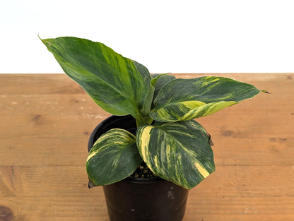 Musa Cavendish Dwarf Variegated Banana Tree