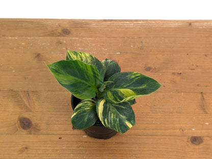 Musa Cavendish Dwarf Variegated Banana Tree