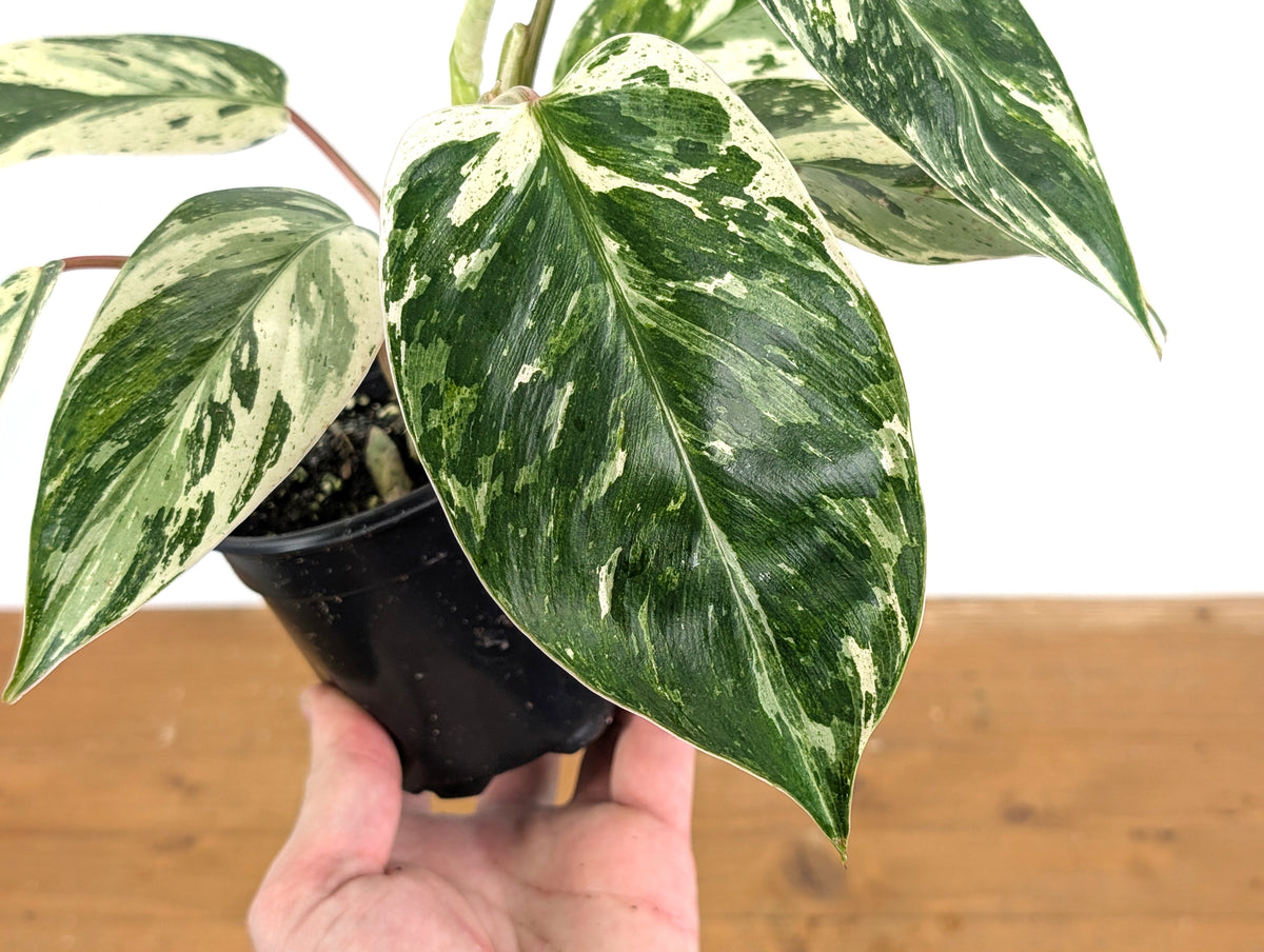 Philodendron Emerald King