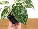Philodendron Emerald King