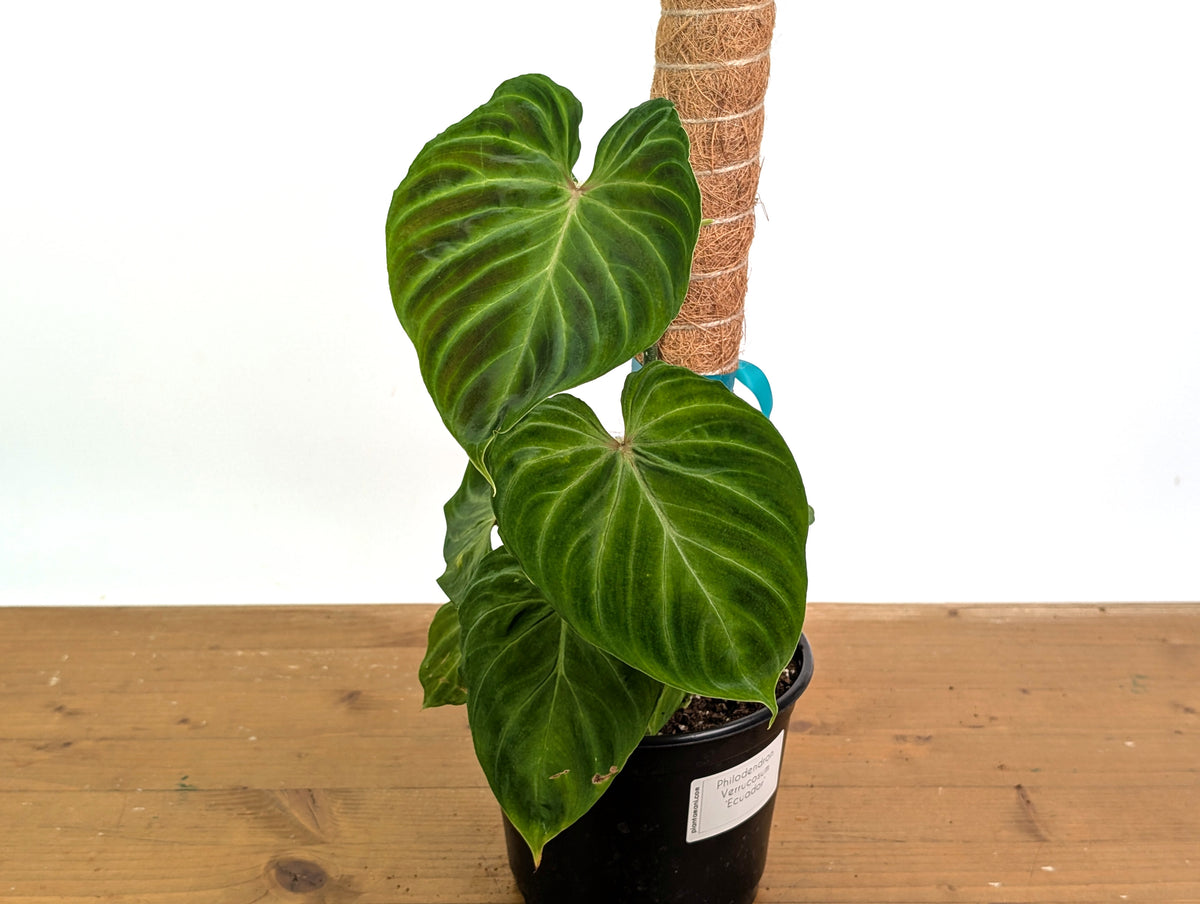 Philodendron Verrucosum 'Esmeralda'