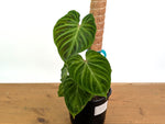 Philodendron Verrucosum 'Esmeralda'