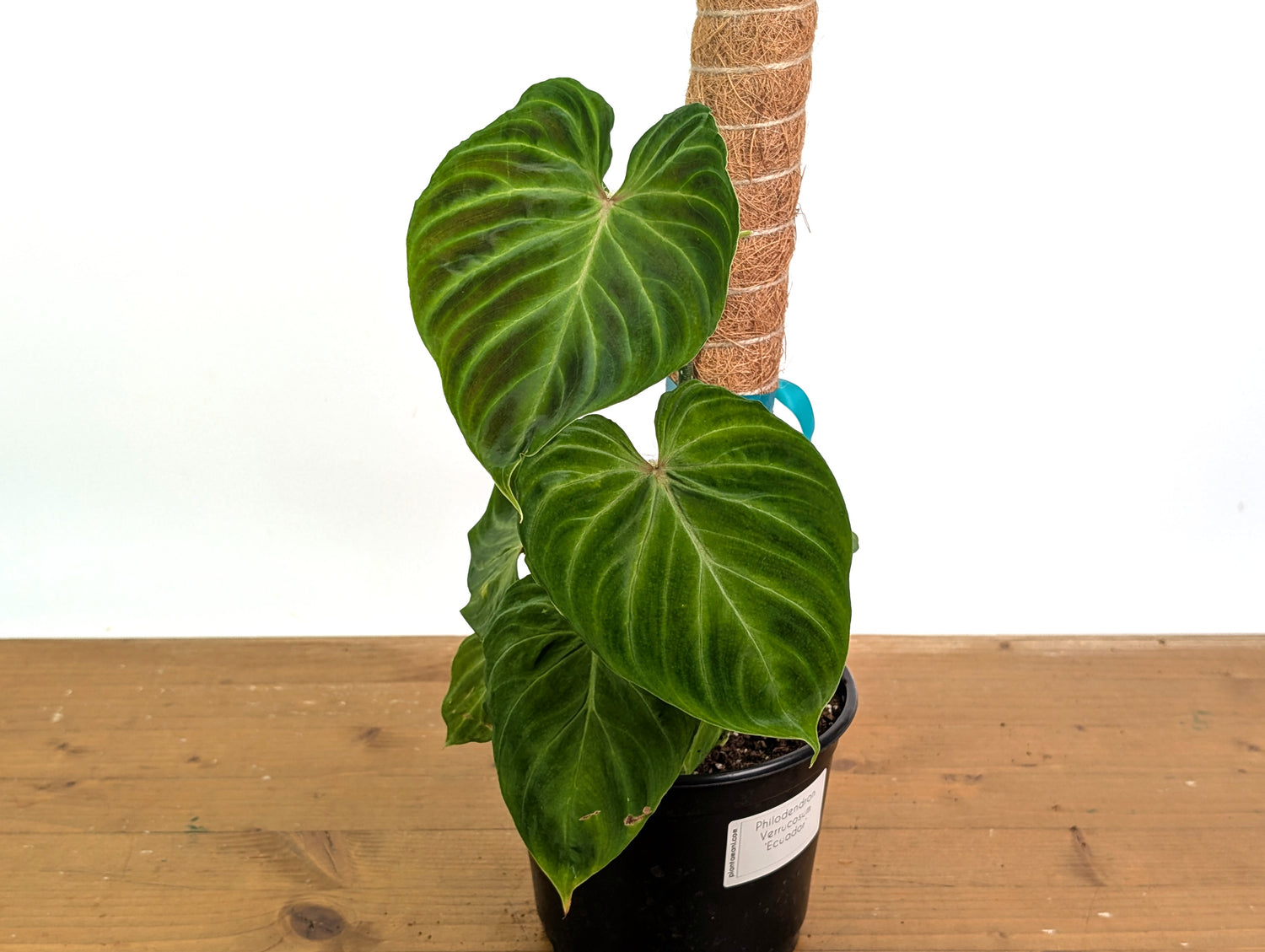 Philodendron Verrucosum Ecuador