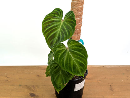 Philodendron Verrucosum Ecuador