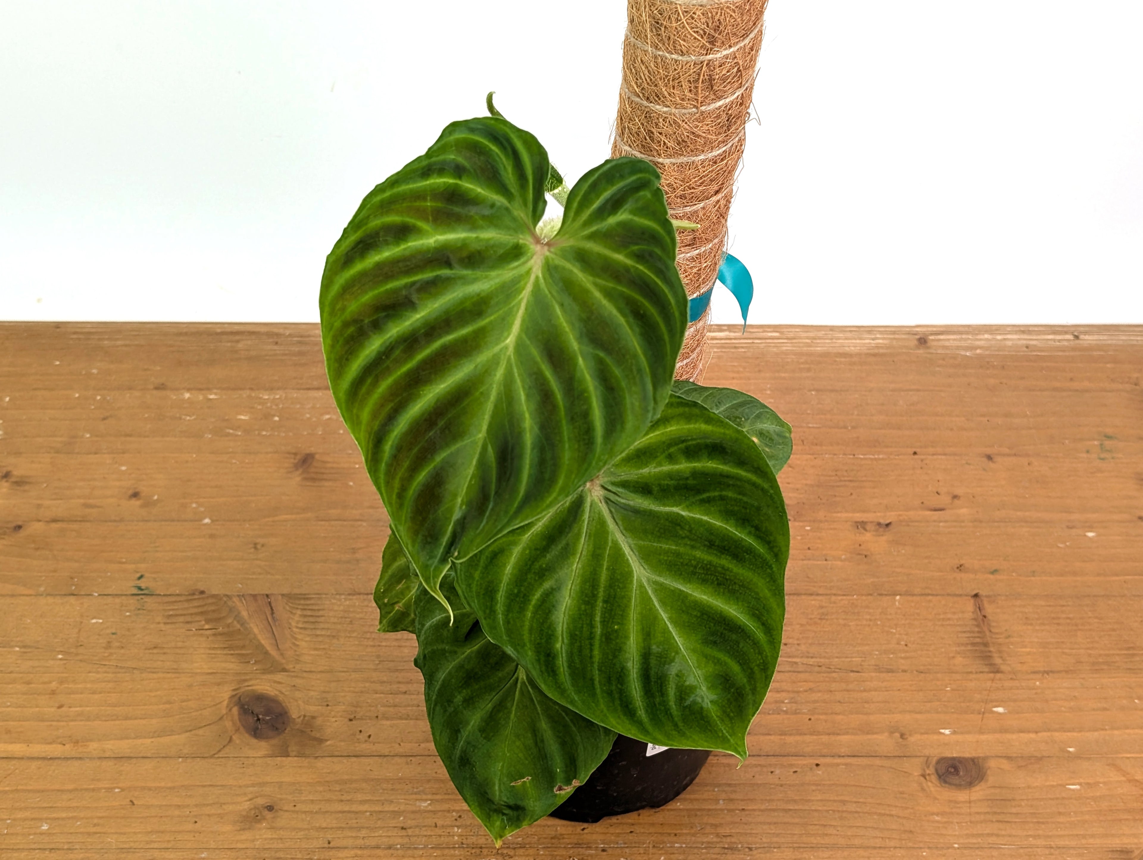 Philodendron Verrucosum Ecuador