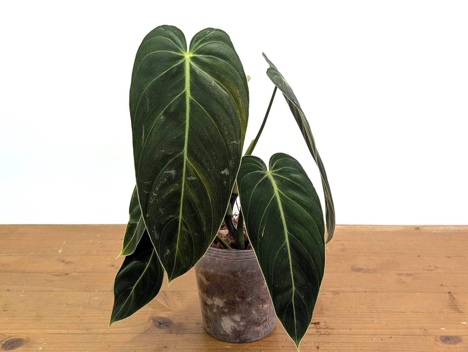 Philodendron Melanochrysum