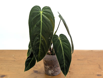 Philodendron Melanochrysum
