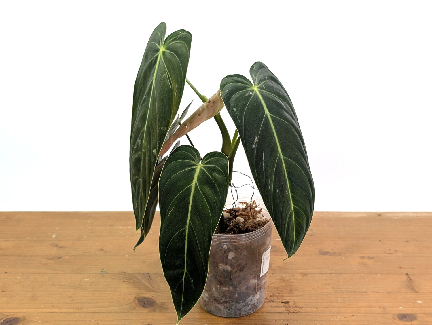 Philodendron Melanochrysum