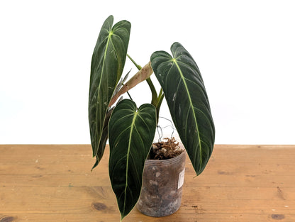 Philodendron Melanochrysum