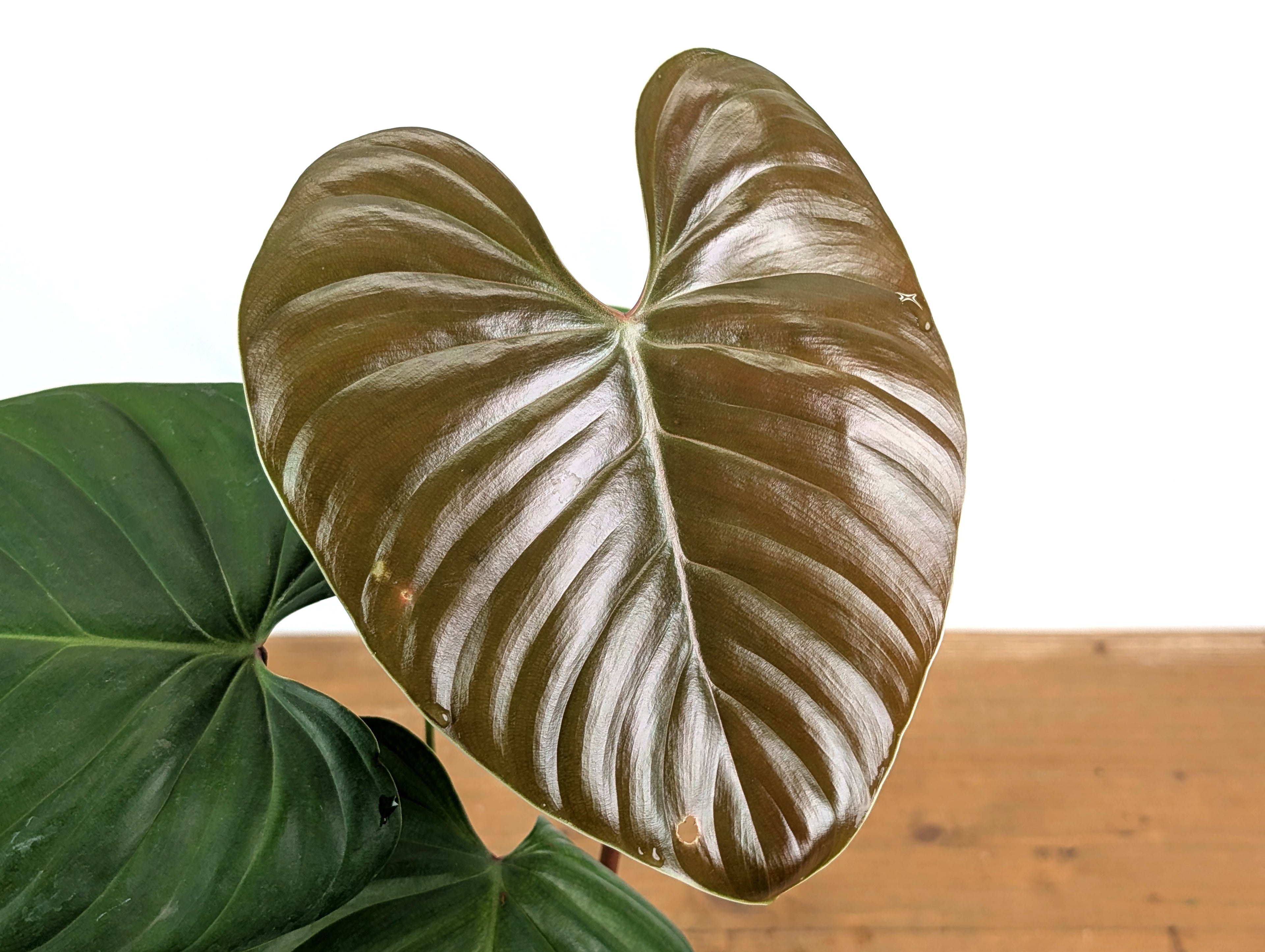 Philodendron Lynamii
