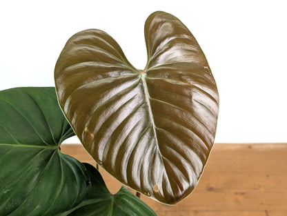 Philodendron Lynamii