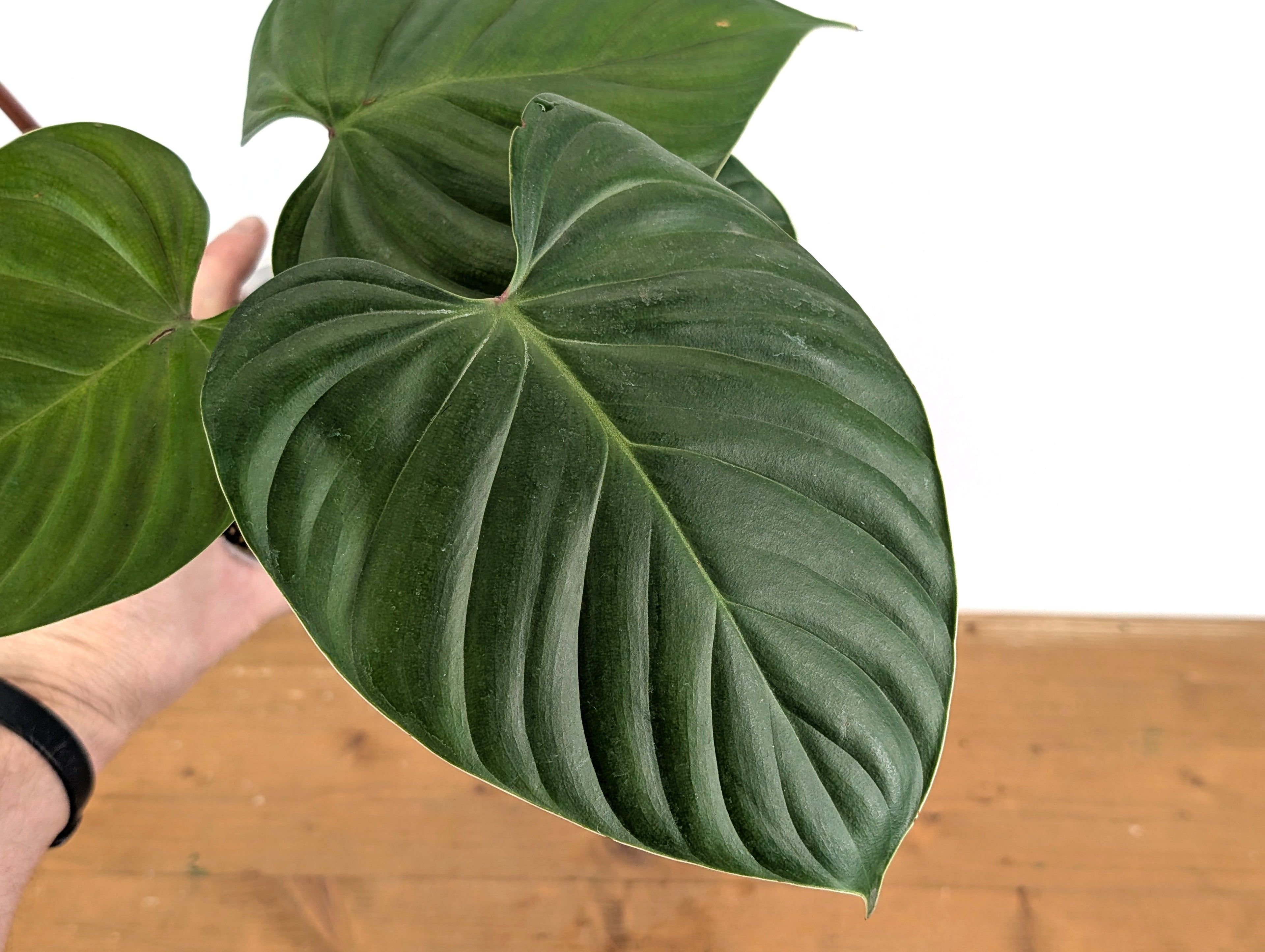 Philodendron Lynamii