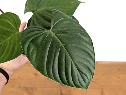 Philodendron Lynamii