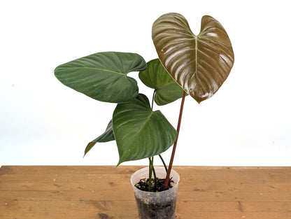 Philodendron Lynamii