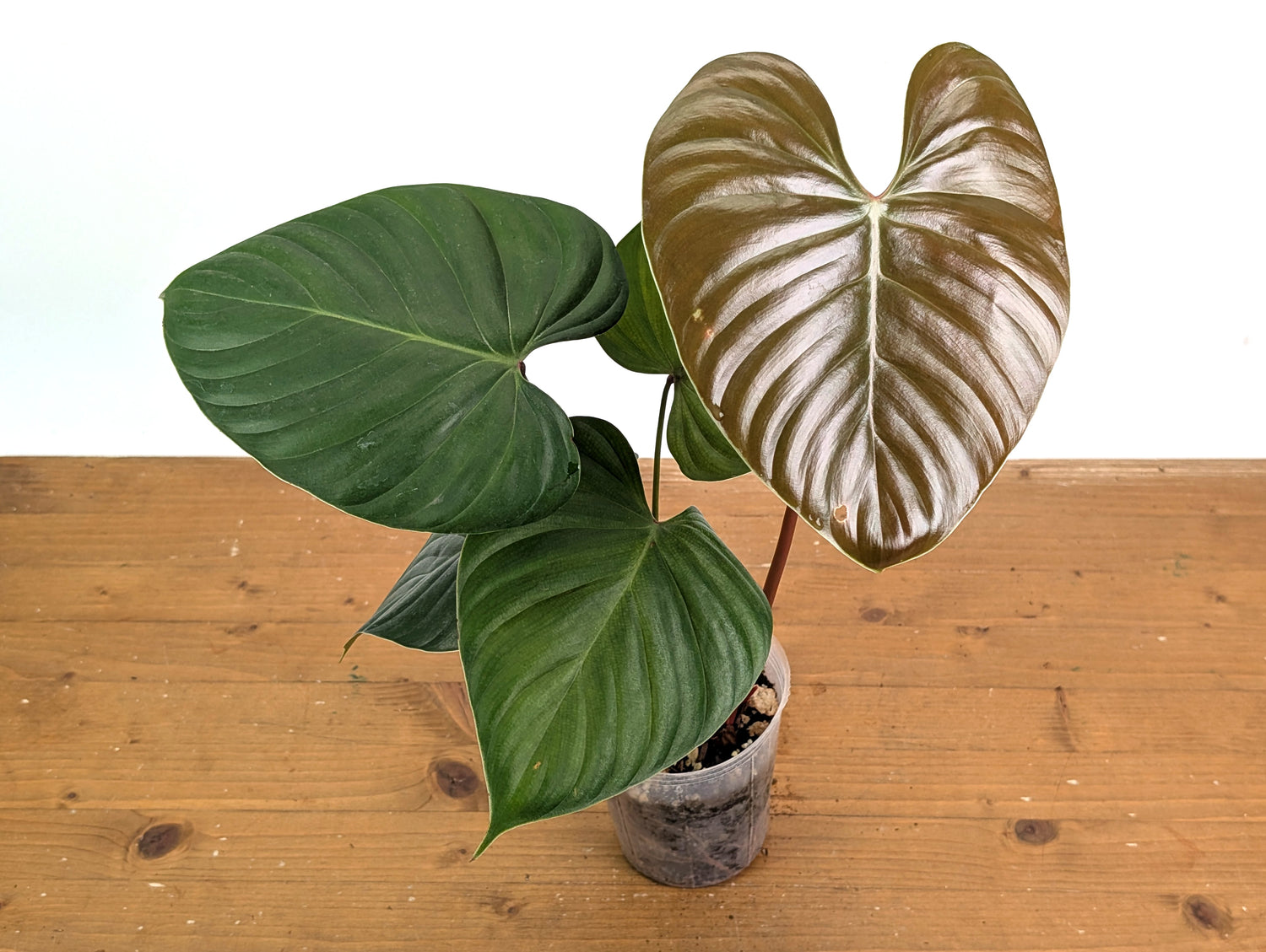 Philodendron Lynamii