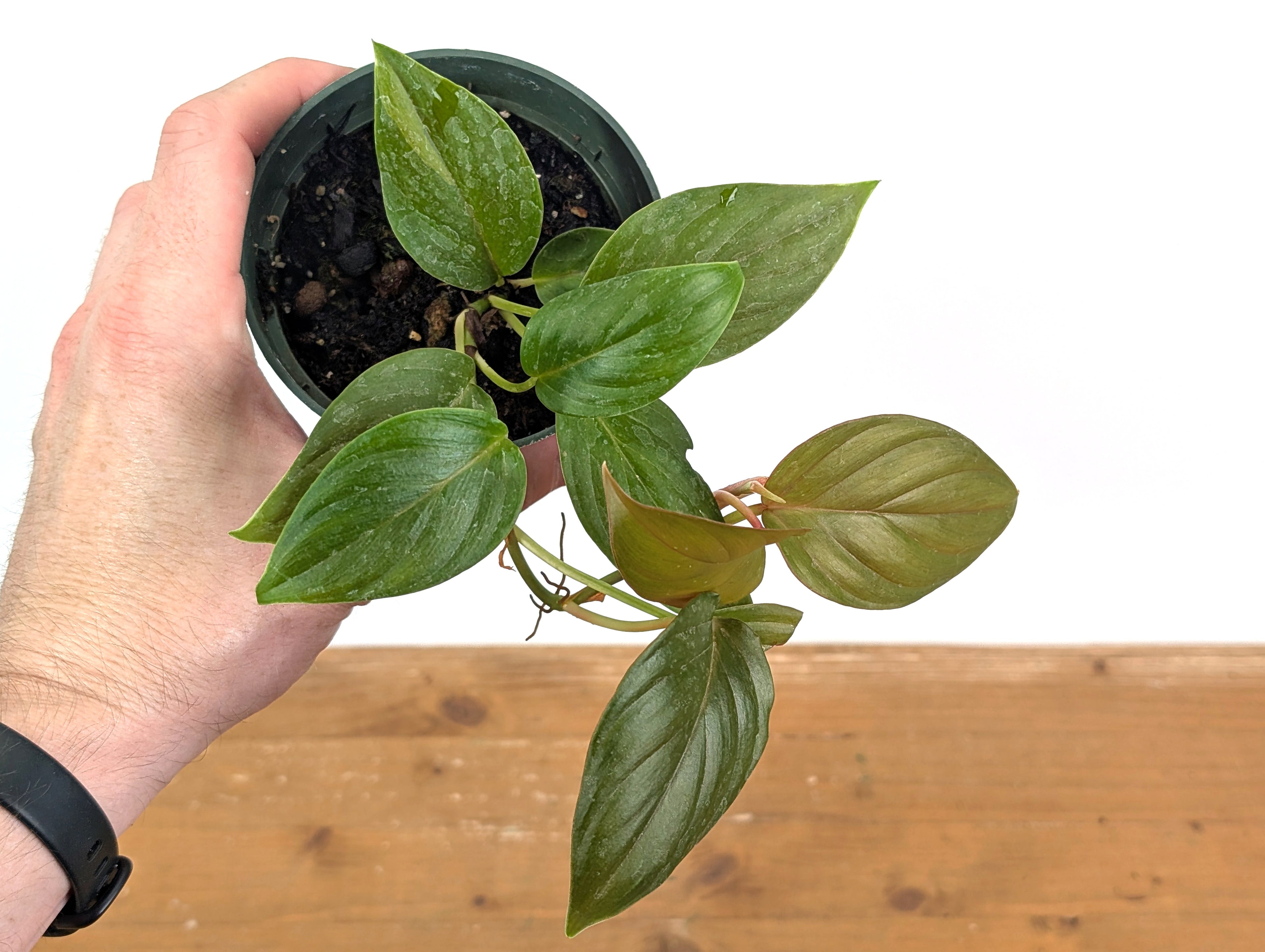 Philodendron Ernestii Red