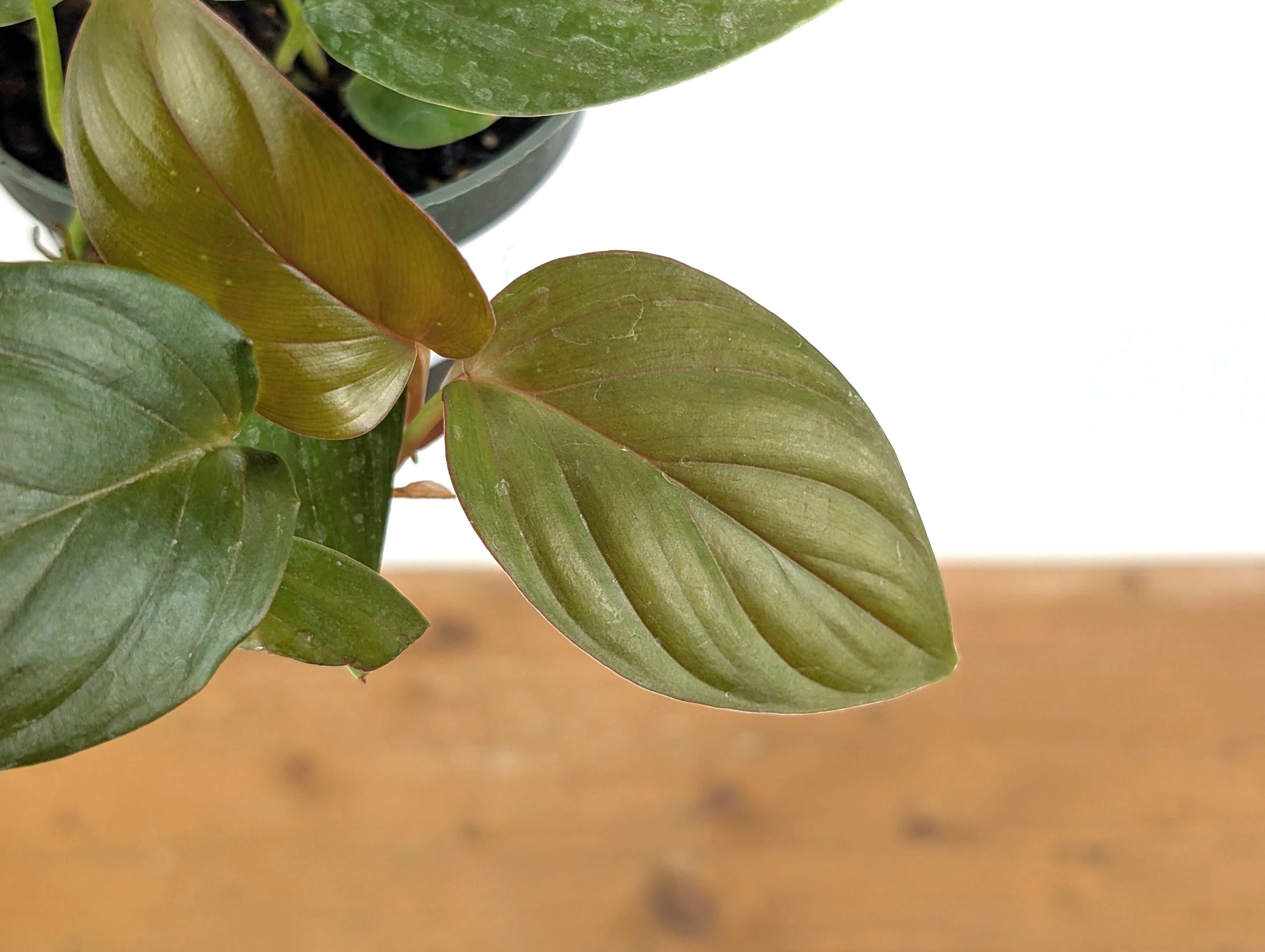 Philodendron Ernestii Red