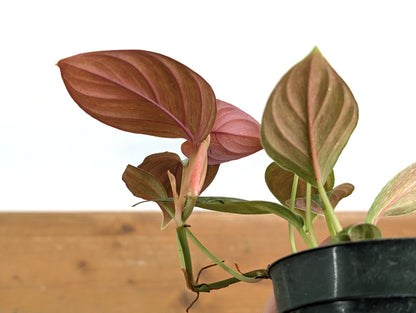 Philodendron Ernestii Red