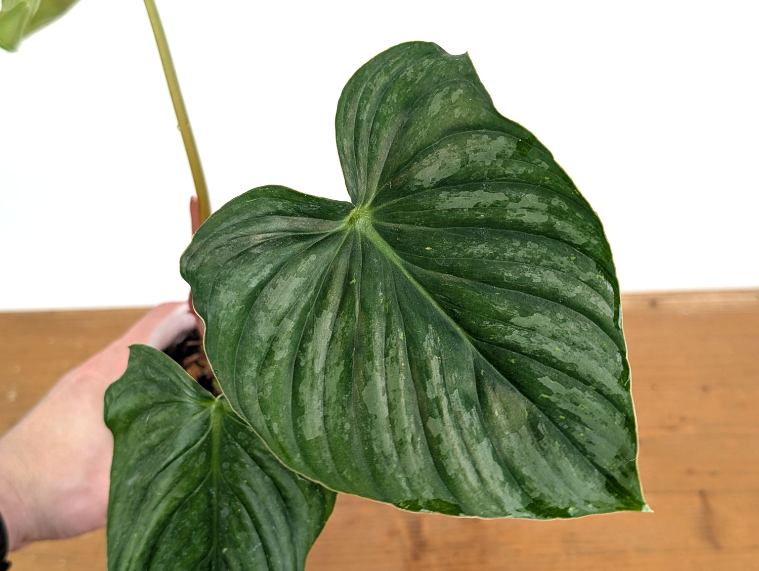 Philodendron Sodiroi