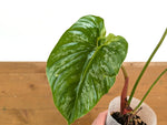 Philodendron Sodiroi