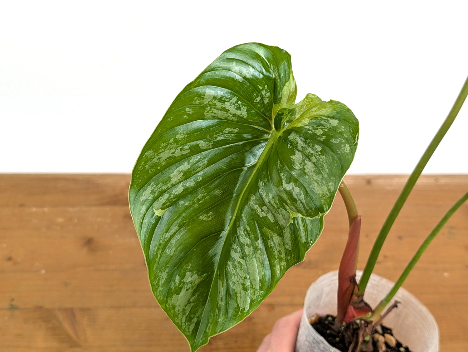 Philodendron Sodiroi