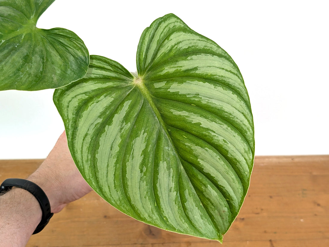 Philodendron Plowmanii Citrus