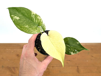 Monstera Full Mint Variegated