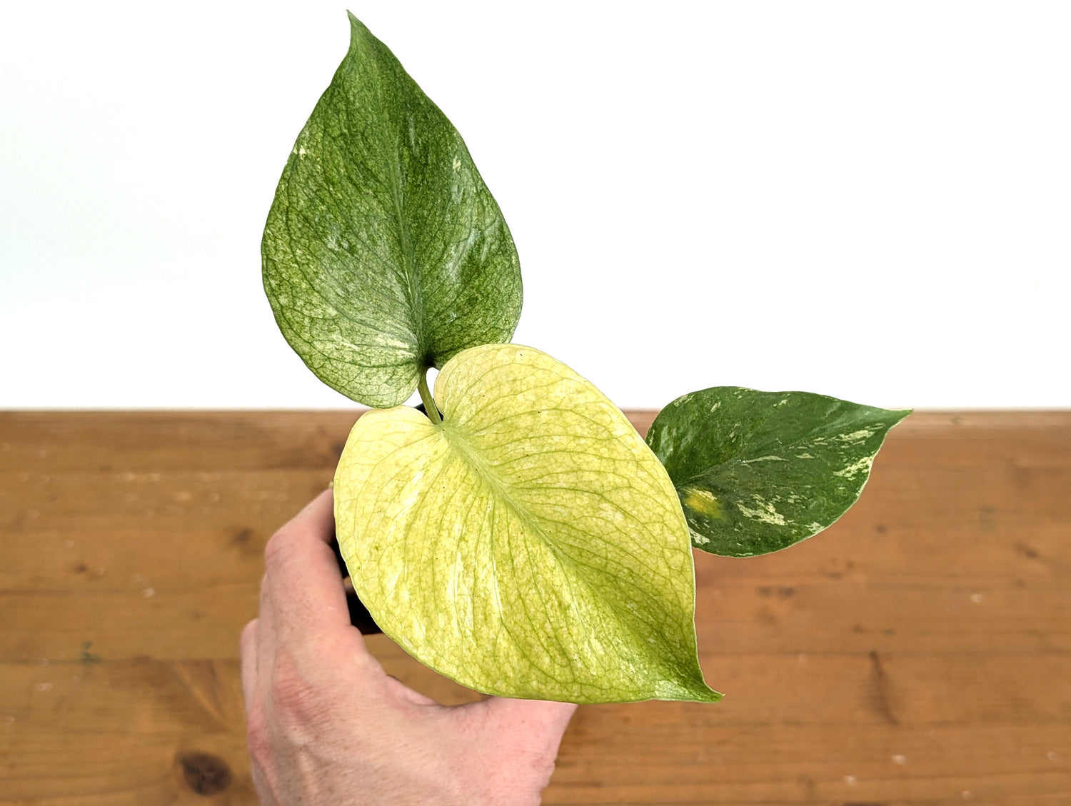 Monstera Full Mint Variegated