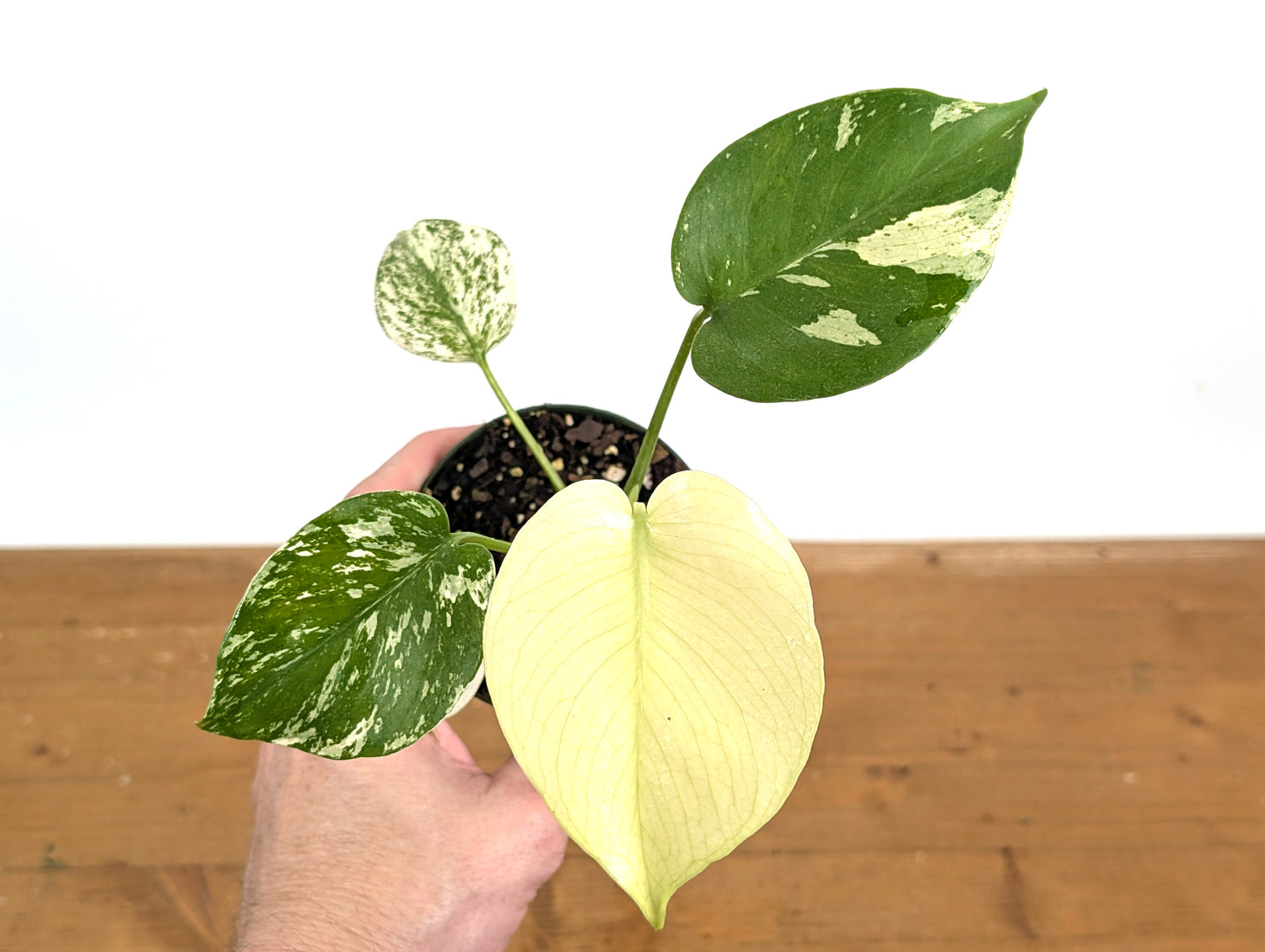 Monstera Full Mint Variegated