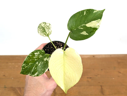 Monstera Full Mint Variegated