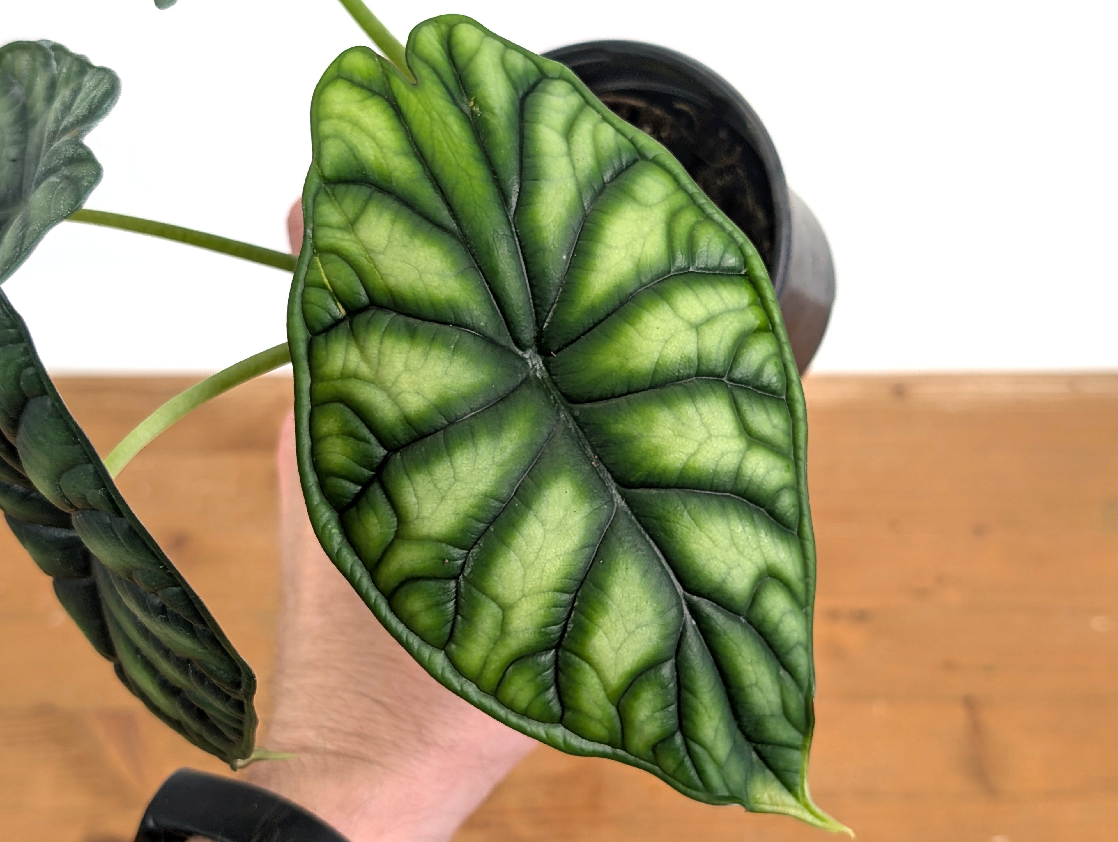 Alocasia Dragon Scale