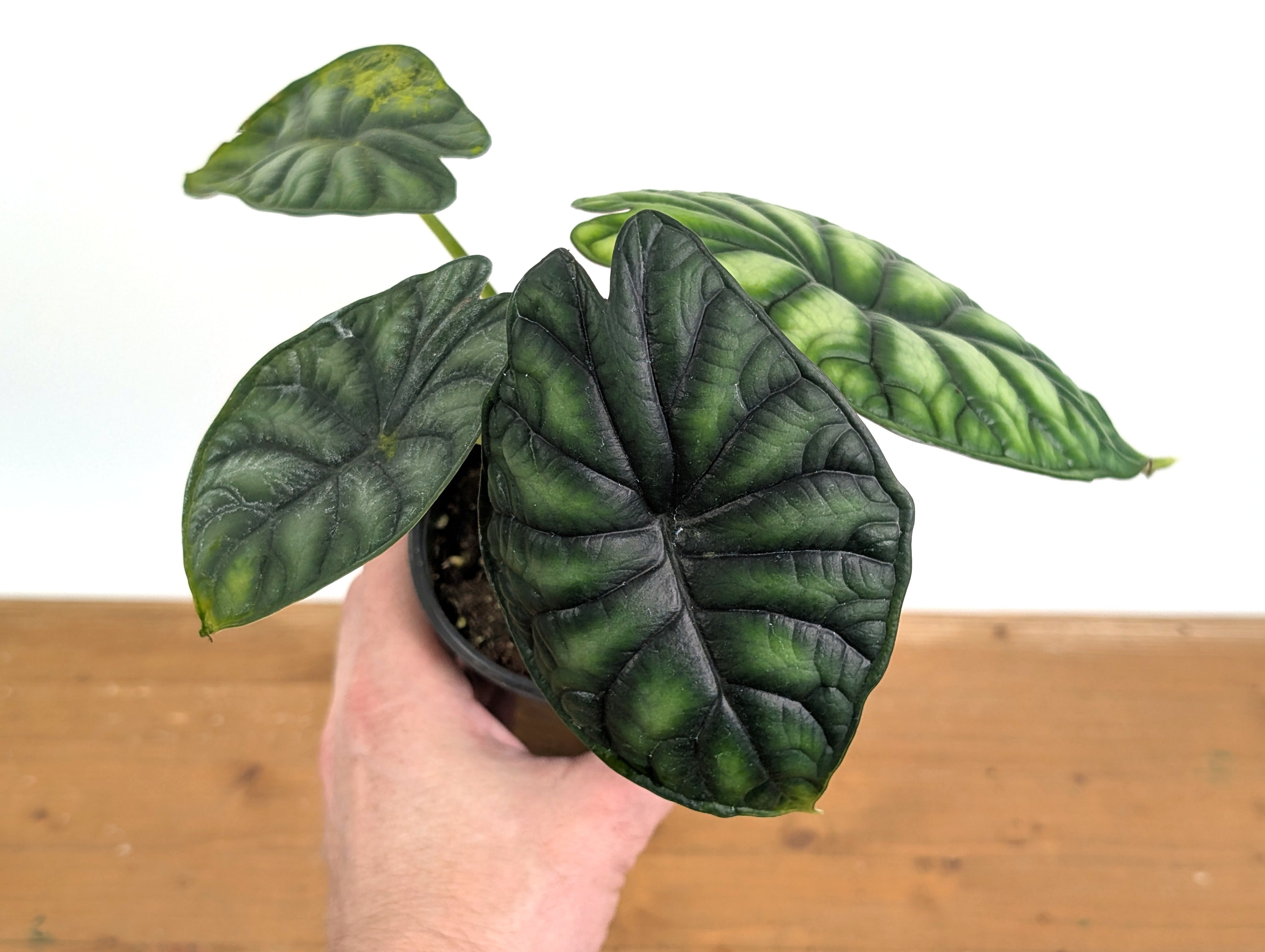 Alocasia Dragon Scale