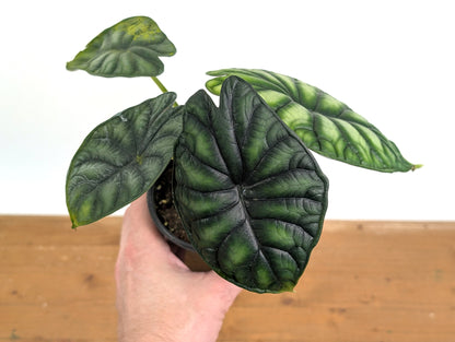 Alocasia Dragon Scale