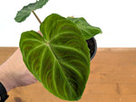 Philodendron Verrucosum 'Esmeralda'