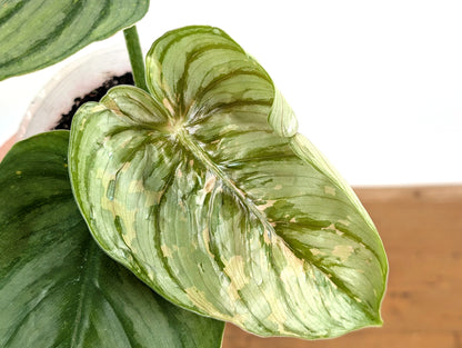 Philodendron Plowmanii Citrus Variegated - Exact Plant Pictured 