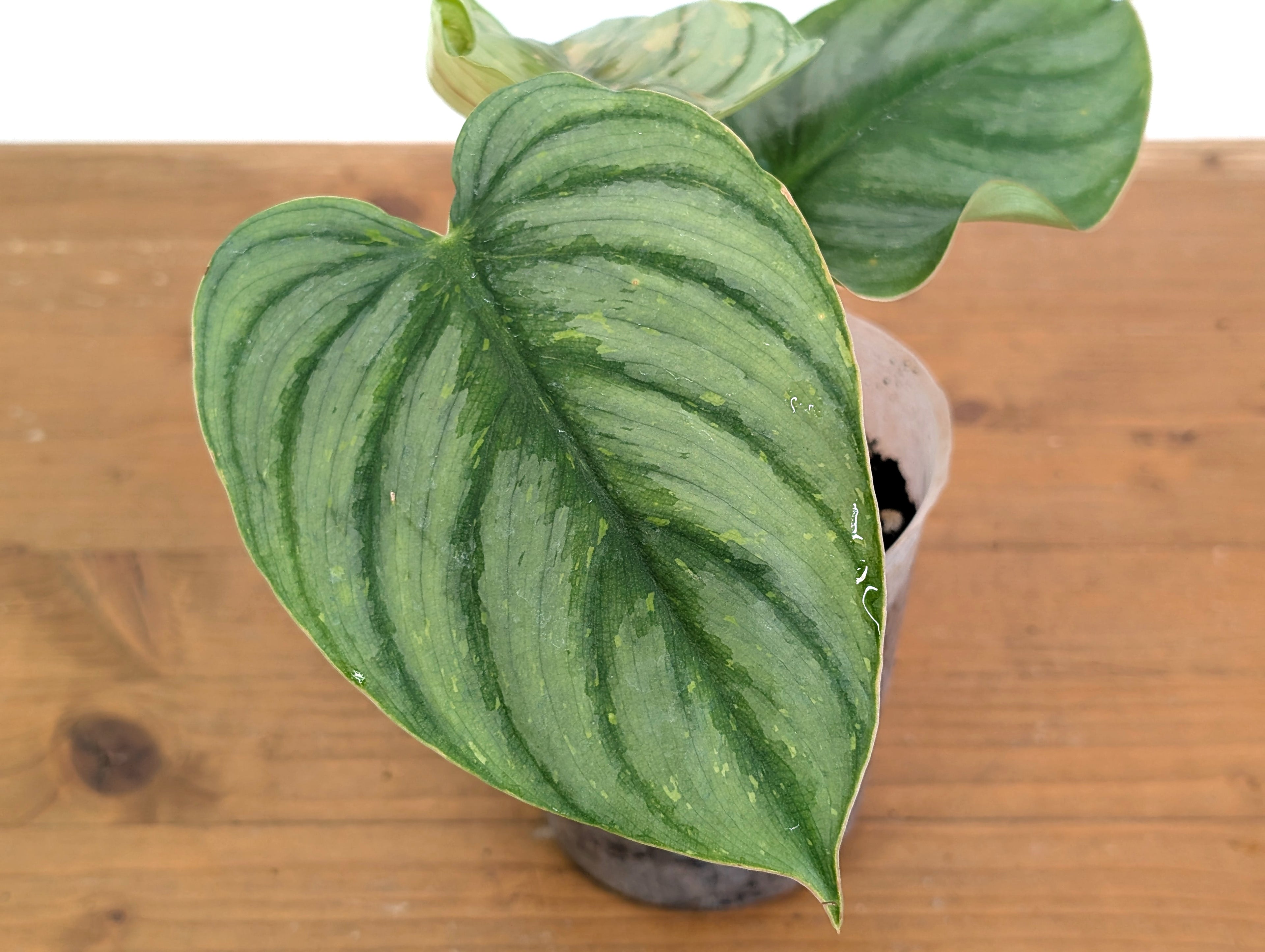 Philodendron Plowmanii Citrus Variegated - Exact Plant Pictured 
