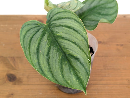 Philodendron Plowmanii Citrus Variegated - Exact Plant Pictured 