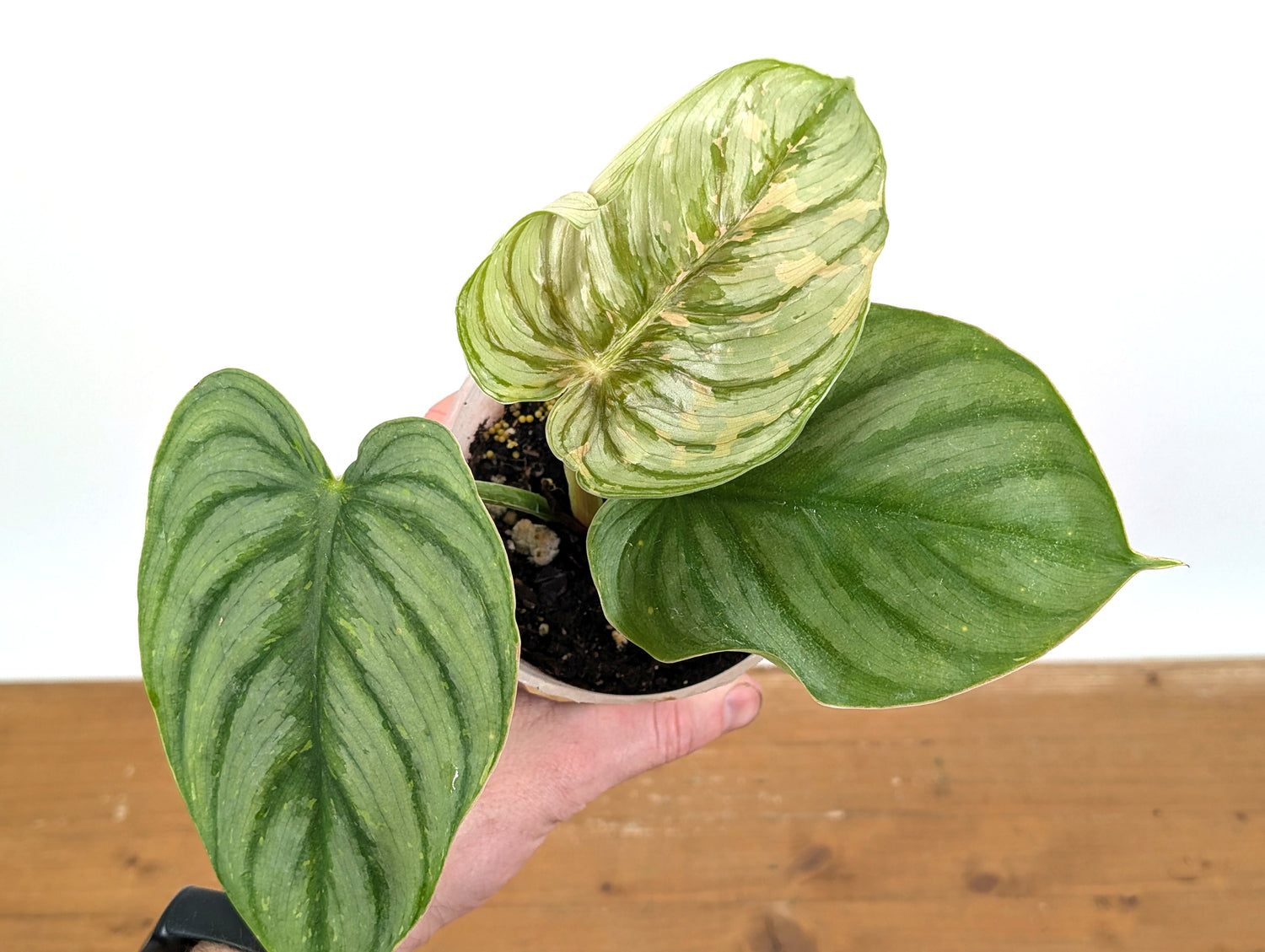 Philodendron Plowmanii Citrus Variegated - Exact Plant Pictured 