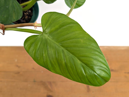Philodendron Ernestii