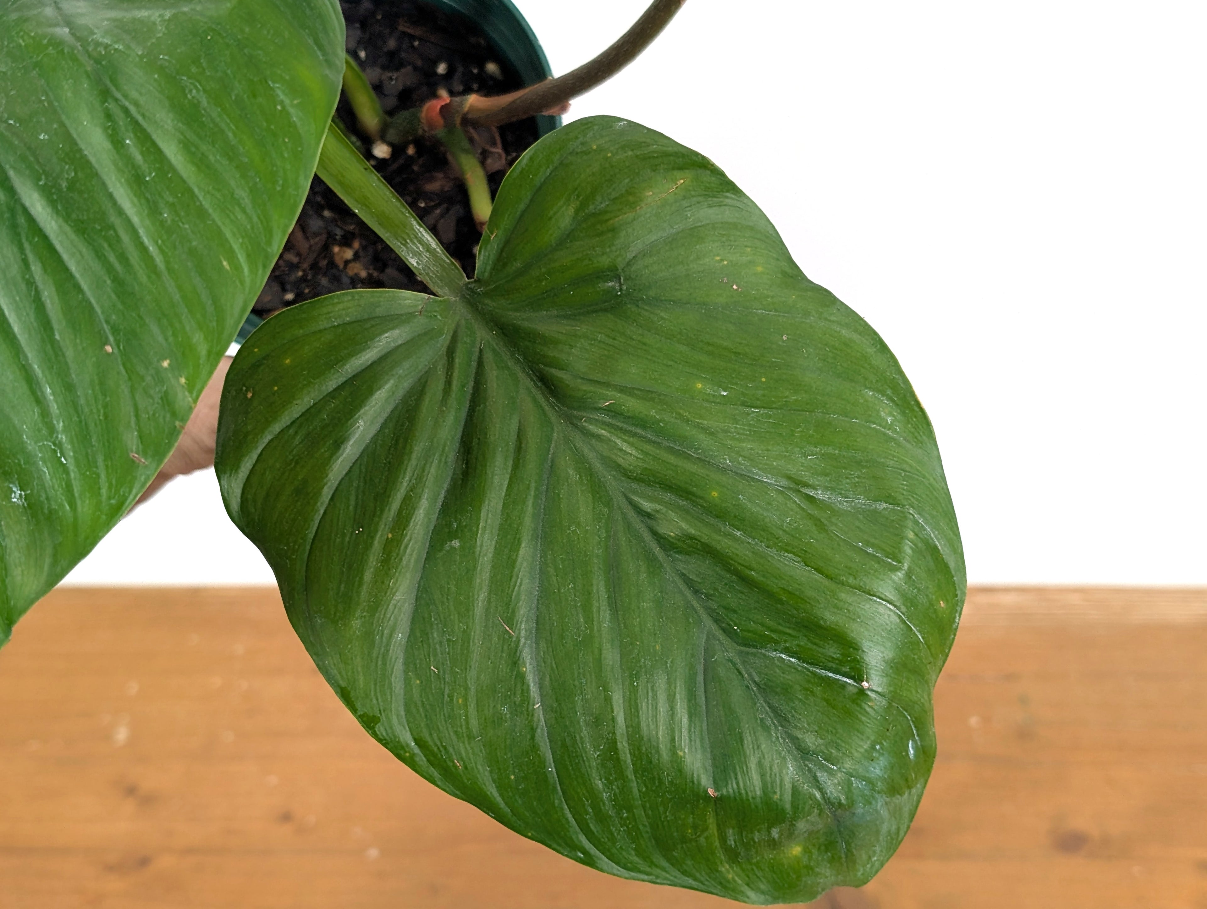 Philodendron Ernestii