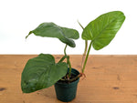 Philodendron Ernestii