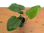 Philodendron Ernestii