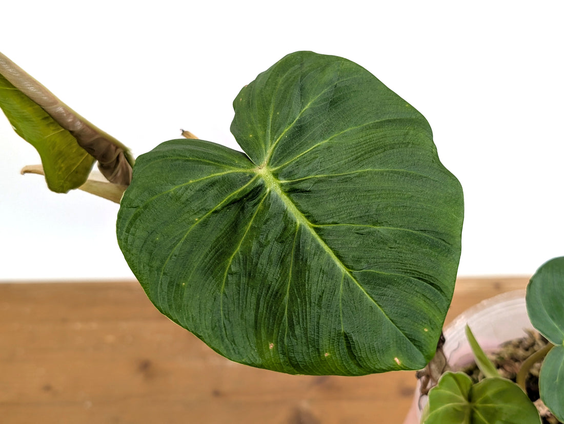 Philodendron Fibrosum