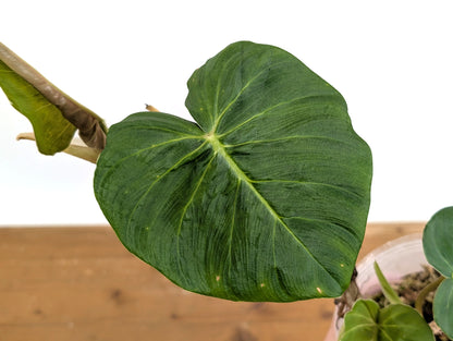 Philodendron Fibrosum