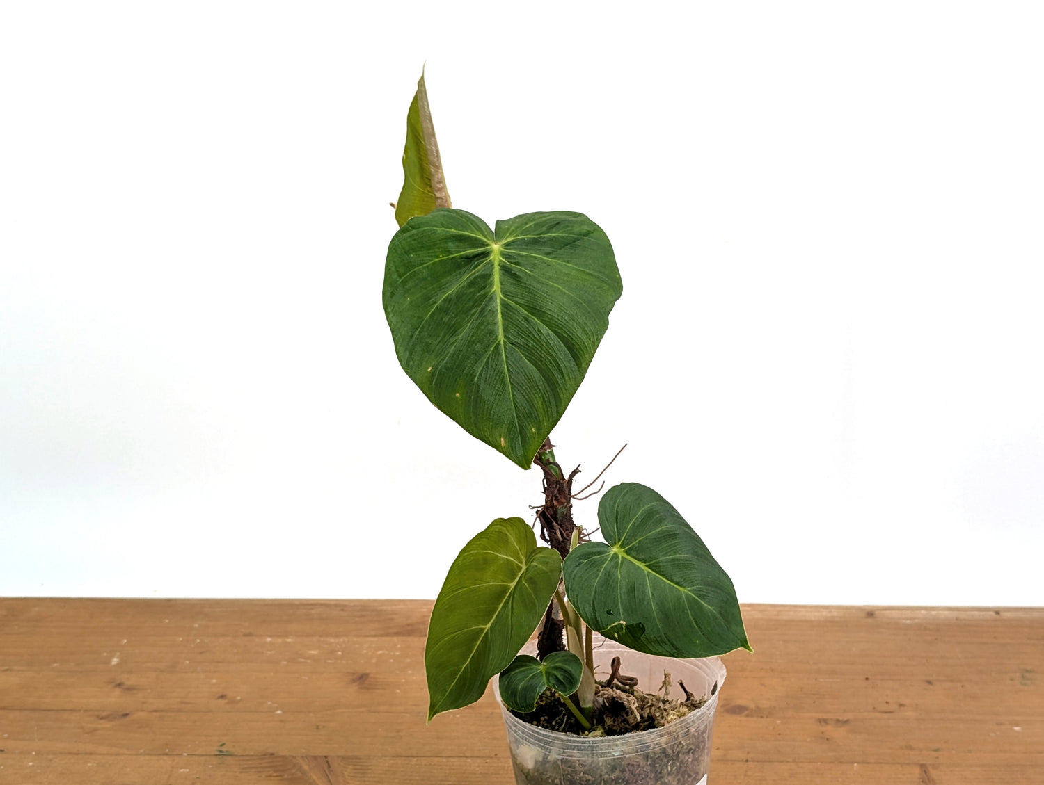 Philodendron Fibrosum