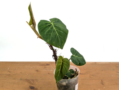 Philodendron Fibrosum