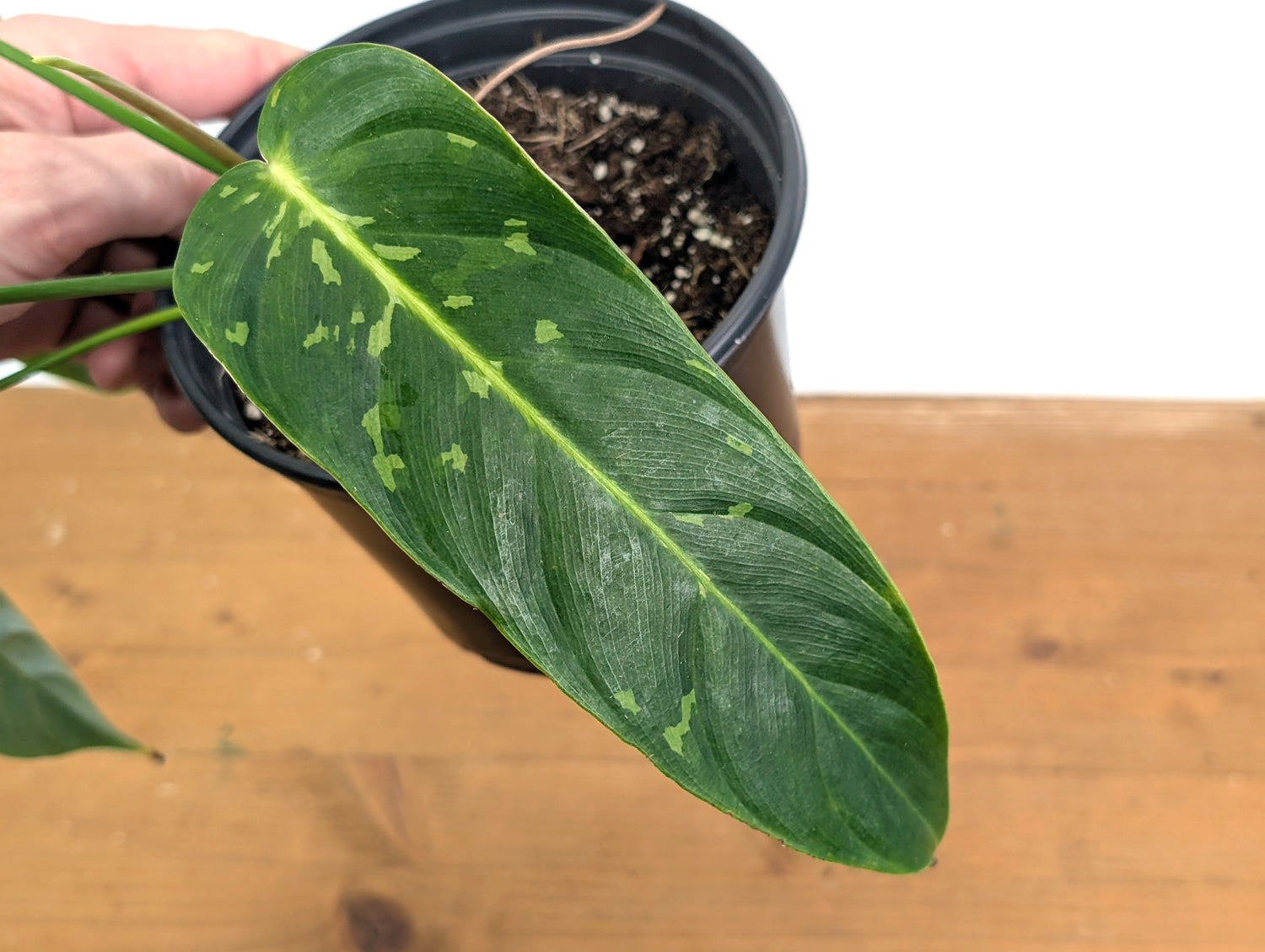 Philodendron Esmeraldense Variegated (Exact Plant 52A)