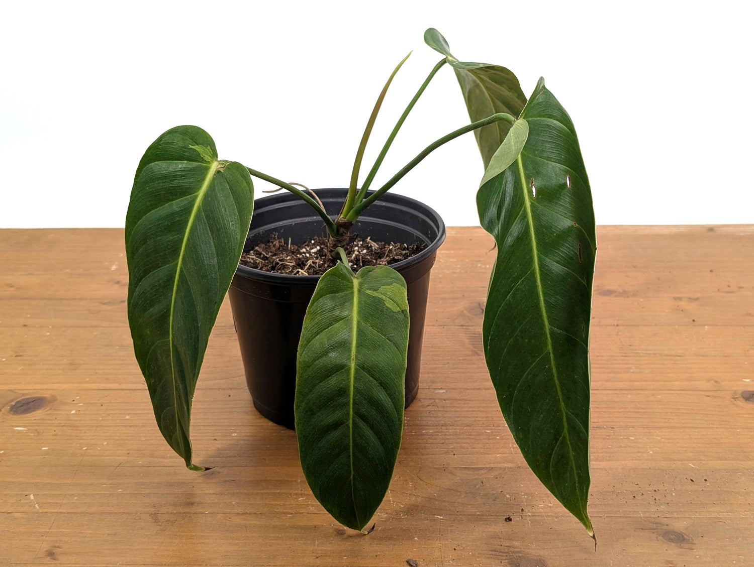 Philodendron Esmeraldense Variegated (Exact Plant 52A)