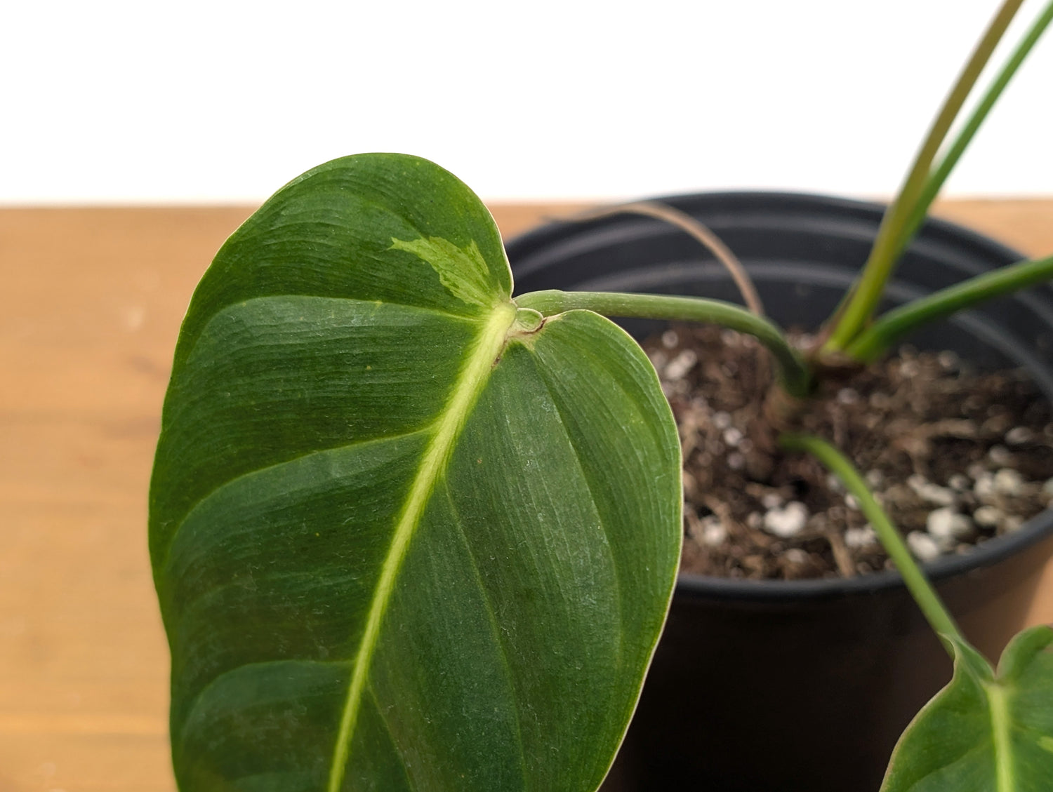 Philodendron Esmeraldense Variegated (Exact Plant 52A)
