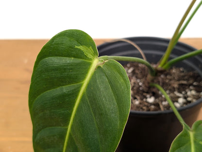 Philodendron Esmeraldense Variegated (Exact Plant 52A)